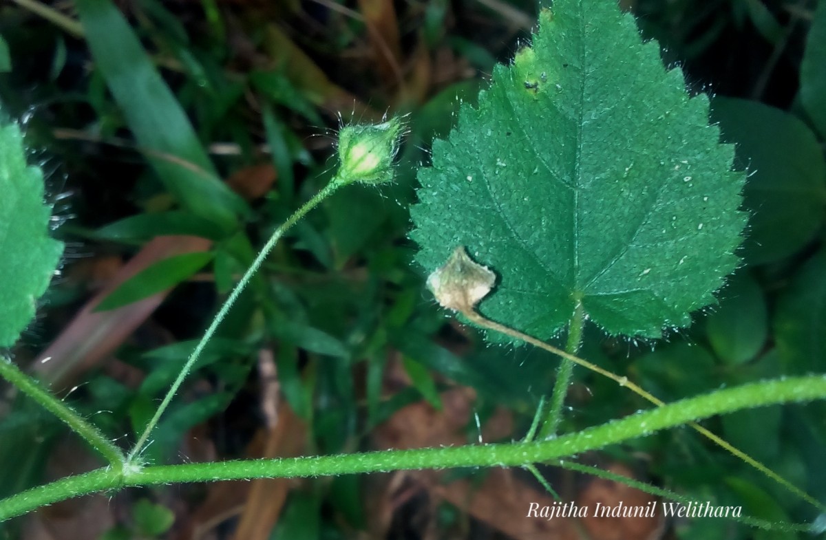 Sida cordata (Burm.f.) Borss.Waalk.